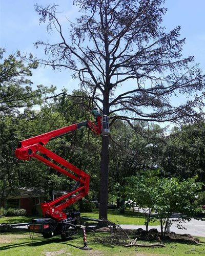 Capital City Tree Service gallery 5